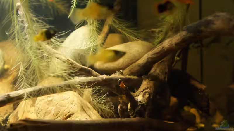 Pflanzen im Aquarium Platy Biotop von Rootsman (31)