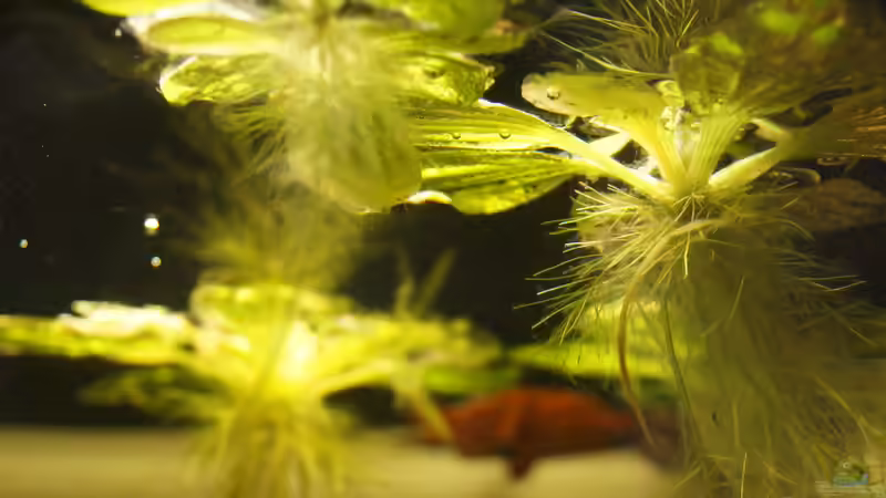 Pflanzen im Aquarium Platy Biotop von Rootsman (33)