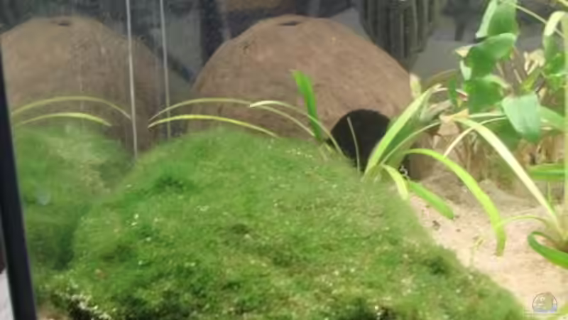 Pflanzen im Aquarium Platy Station von Mitch22 (3)