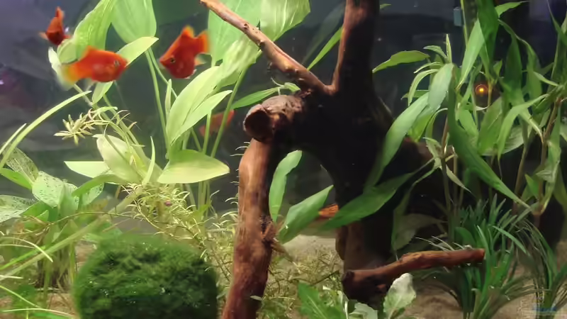 Pflanzen im Aquarium Platy Station von Mitch22 (4)
