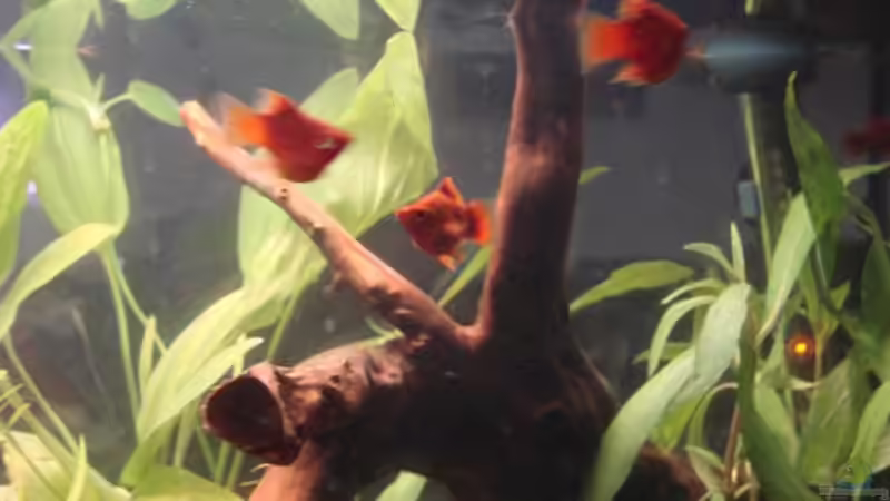 Pflanzen im Aquarium Platy Station von Mitch22 (5)