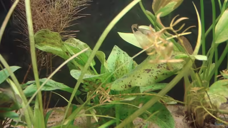 Pflanzen im Aquarium Platy Station von Mitch22 (7)