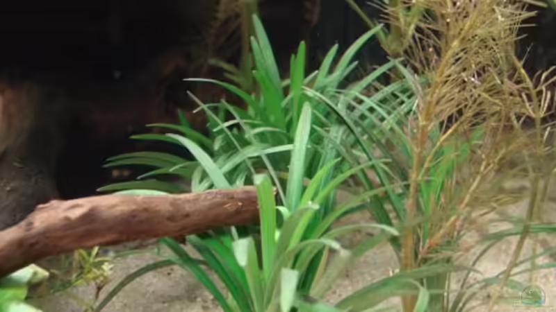 Pflanzen im Aquarium Platy Station von Mitch22 (9)