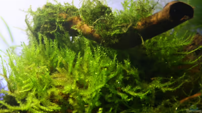 Pflanzen im Aquarium Project Crystal Red (existiert nicht mehr) von SouthAmerica (22)