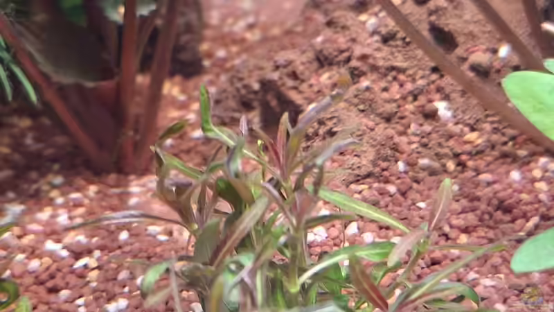 Pflanzen im Aquarium Projekt 2025 von ernst11 (11)