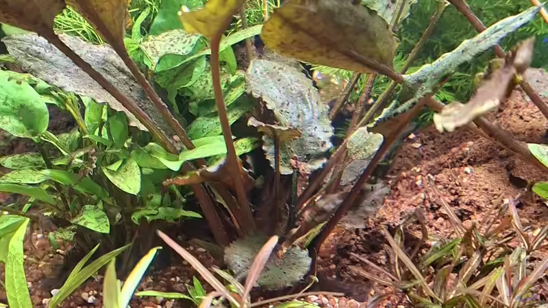 Pflanzen im Aquarium Projekt 2025 von ernst11 (12)