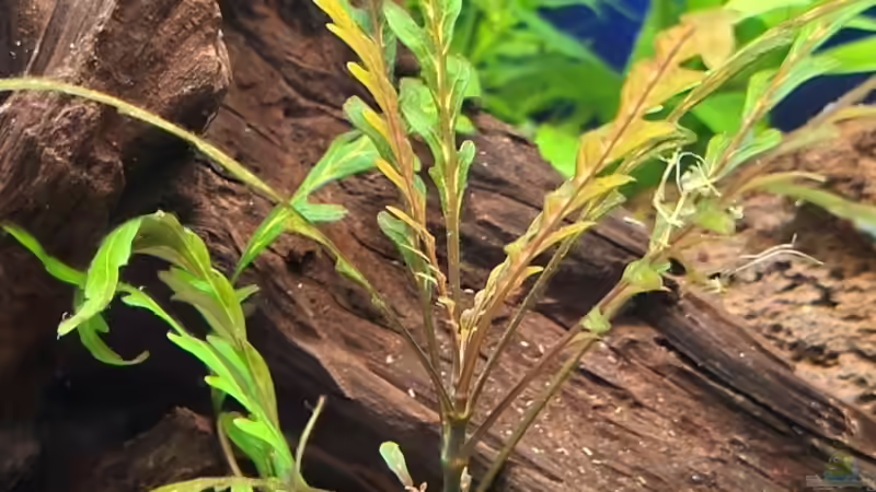 Pflanzen im Aquarium Projekt 2025 von ernst11 (16)