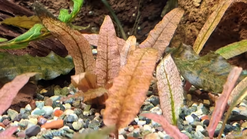 Pflanzen im Aquarium Projekt 2025 von ernst11 (17)