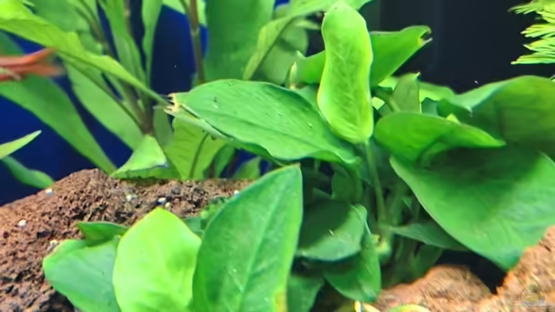 Pflanzen im Aquarium Projekt 2025 von ernst11 (18)