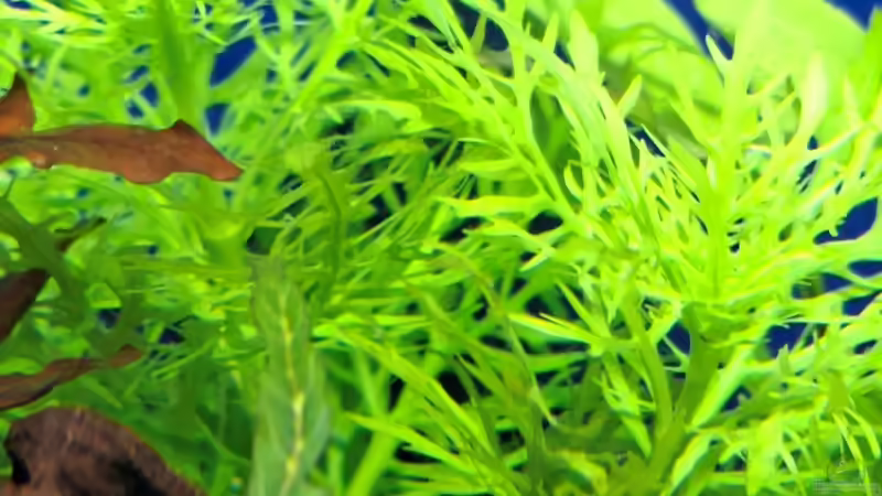 Pflanzen im Aquarium Projekt 2025 von ernst11 (20)