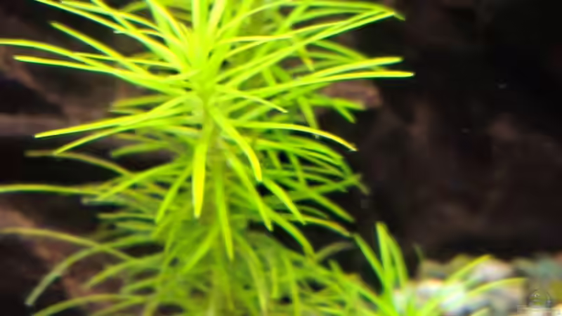 Pflanzen im Aquarium Projekt 2025 von ernst11 (21)