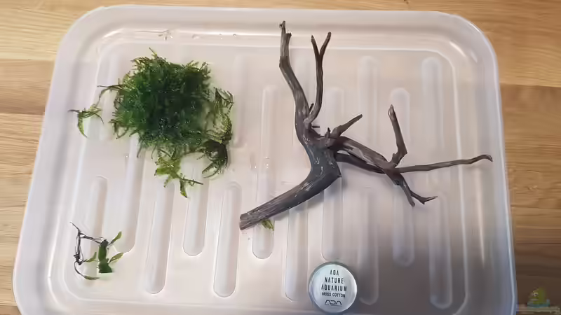 Pflanzen im Aquarium Projekt Yggdrasil von Pangolyn (3)