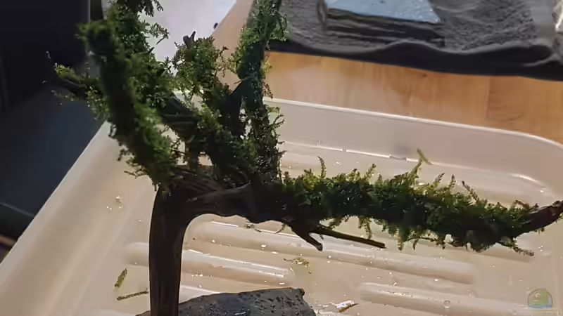 Pflanzen im Aquarium Projekt Yggdrasil von Pangolyn (4)