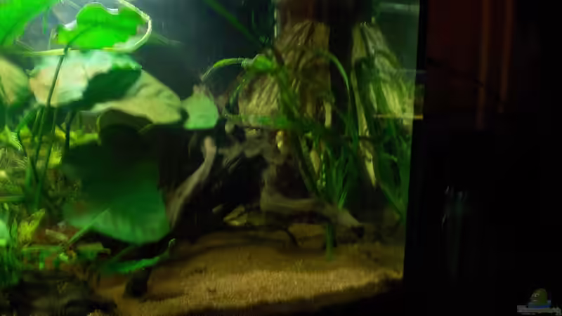 Pflanzen im Aquarium Pulchers Paradiseaufgelöst von Koehler (22)