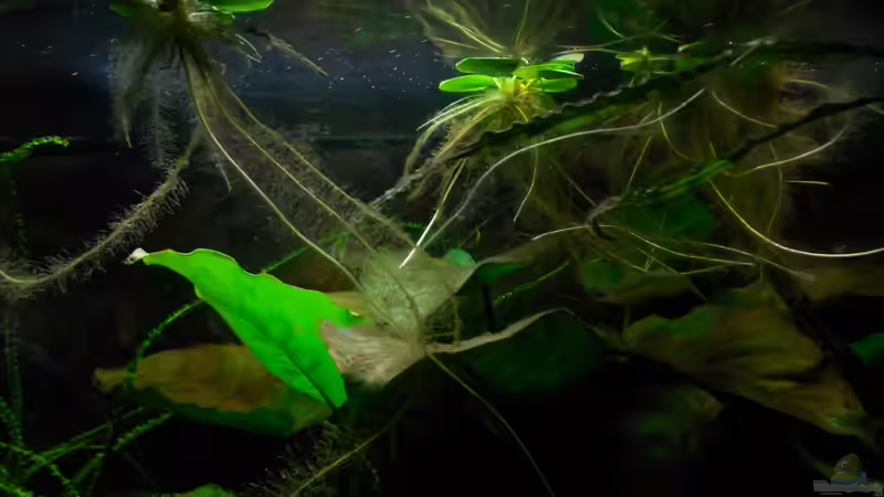 Pflanzen im Aquarium Pulchers Paradiseaufgelöst von Koehler (26)