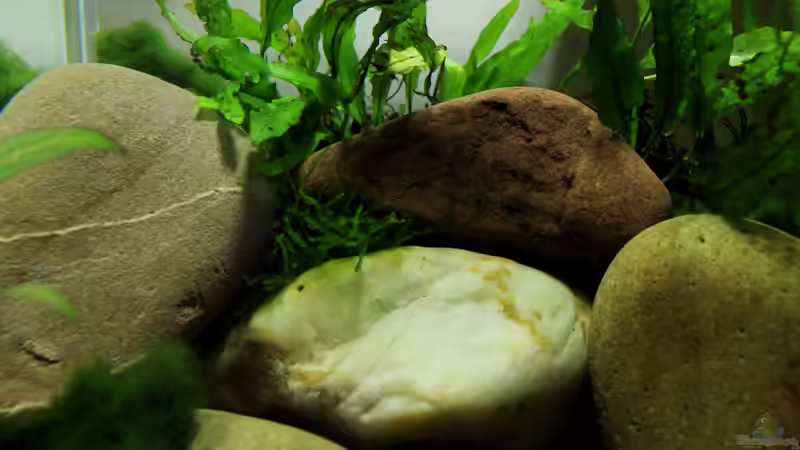 Pflanzen im Aquarium pure nature von die Perle... (10)