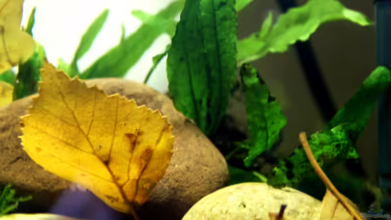 Pflanzen im Aquarium pure nature von die Perle... (6)