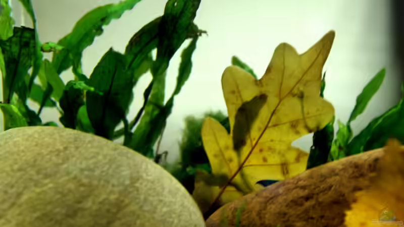 Pflanzen im Aquarium pure nature von die Perle... (7)