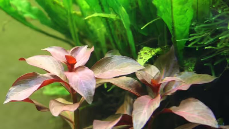 Pflanzen im Aquarium Python`s Cave von Apistofan (18)