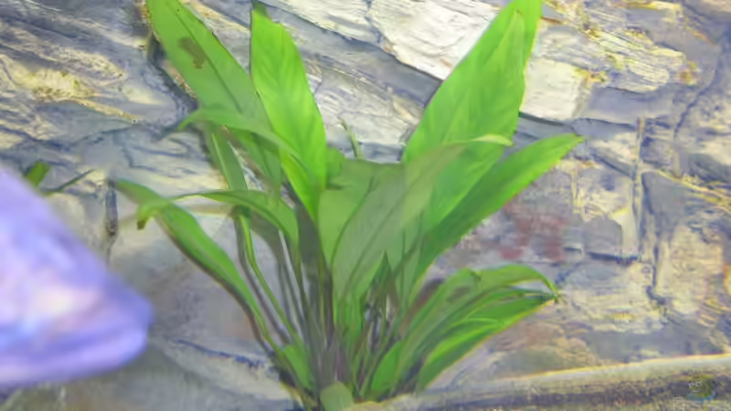 Pflanzen im Aquarium Räuber aus dem Werder.... ähmm Malawisee von Wesermalawi (11)