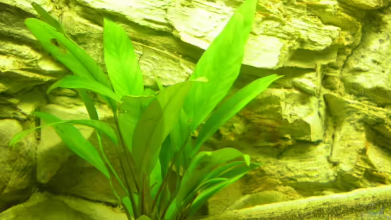 Pflanzen im Aquarium Räuber aus dem Werder.... ähmm Malawisee von Wesermalawi (12)