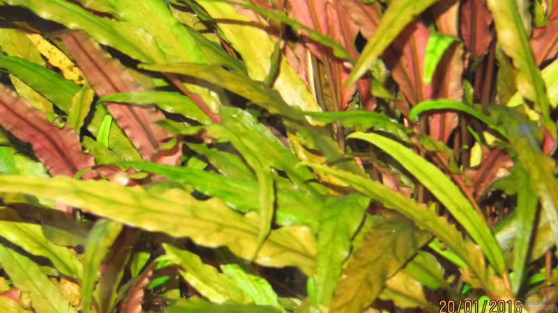 Pflanzen im Aquarium Rainbow`s Home von rainbow2010 (22)