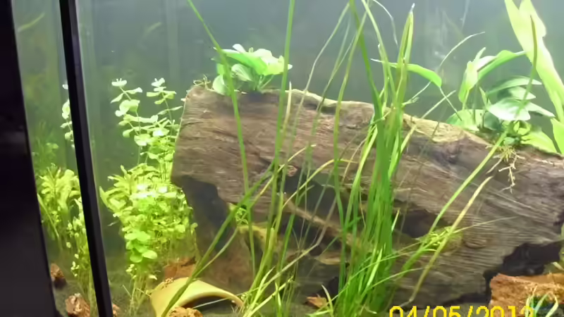 Pflanzen im Aquarium Raumteiler Südamerika/Gesb. Nur noch als Beispiel von Günther Kröger (18)