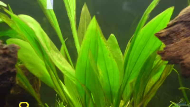 Pflanzen im Aquarium Raumteiler Südamerika/Gesb. Nur noch als Beispiel von Günther Kröger (19)