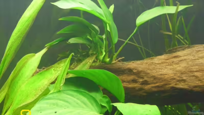 Pflanzen im Aquarium Raumteiler Südamerika/Gesb. Nur noch als Beispiel von Günther Kröger (20)