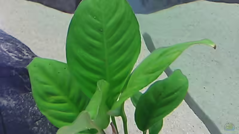 Pflanzen im Aquarium Raumteiler von 360° Malawi (6)