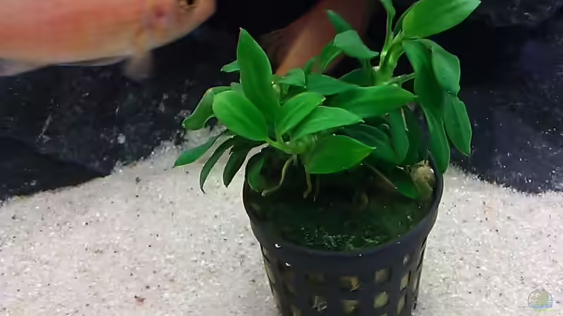 Pflanzen im Aquarium Raumteiler von 360° Malawi (7)