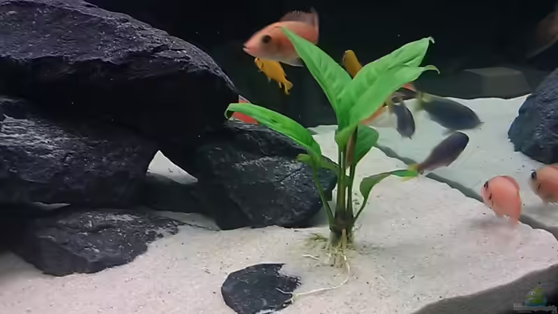 Pflanzen im Aquarium Raumteiler von 360° Malawi (8)