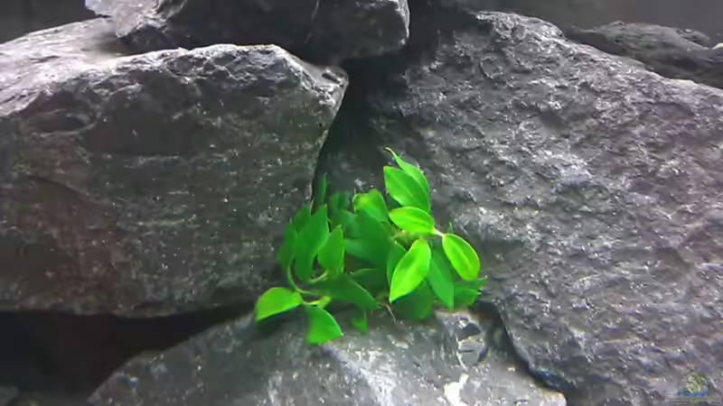 Pflanzen im Aquarium Raumteiler von 360° Malawi (9)