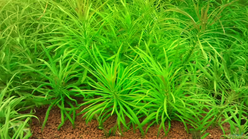 Pflanzen im Aquarium Raumteiler von Jens Hug (5)