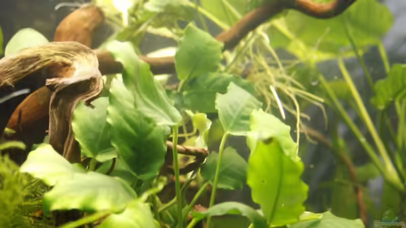 Pflanzen im Aquarium Raumteiler von nola46 (17)