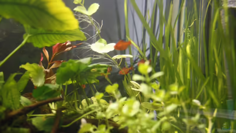 Pflanzen im Aquarium Raumteiler von nola46 (24)
