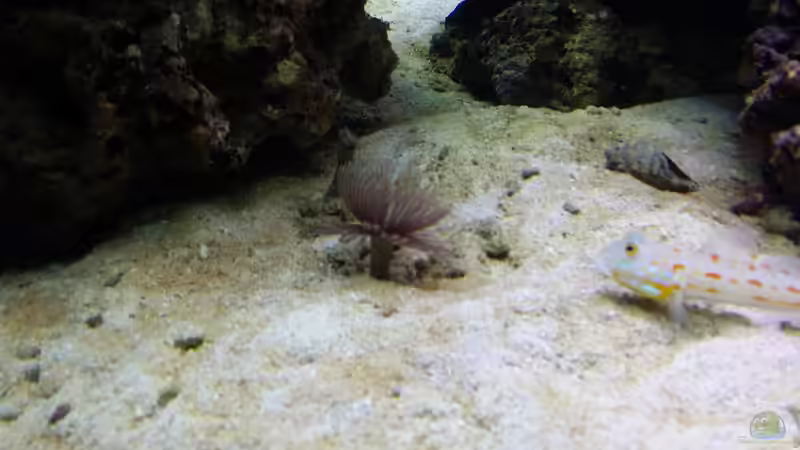 Pflanzen im Aquarium Raumteiler von slobe (59)