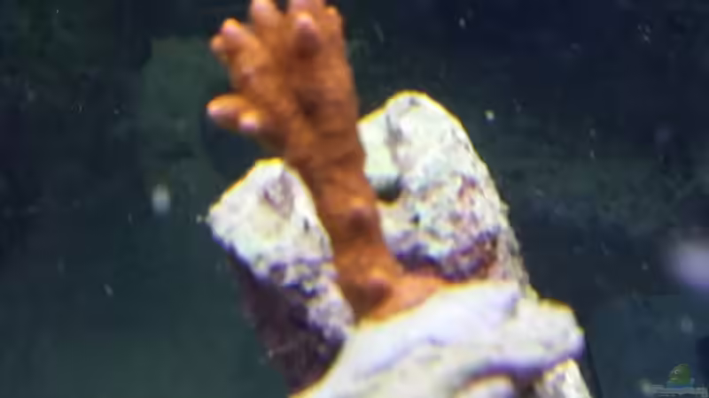 Pflanzen im Aquarium Raumteiler von slobe (60)