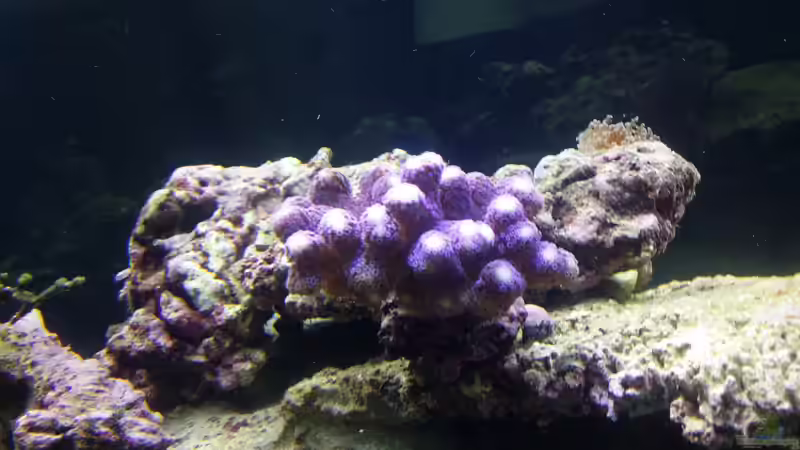 Pflanzen im Aquarium Raumteiler von slobe (61)