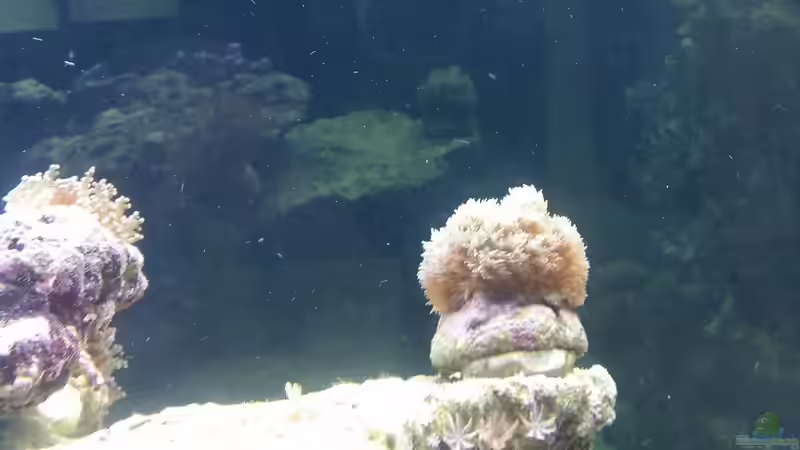 Pflanzen im Aquarium Raumteiler von slobe (62)