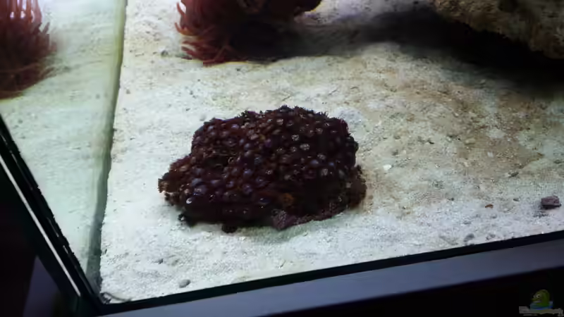 Pflanzen im Aquarium Raumteiler von slobe (63)