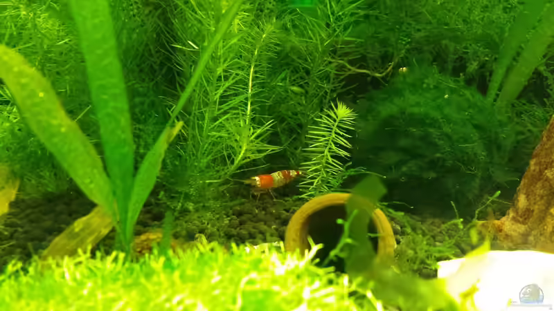 Pflanzen im Aquarium Red/Black Bee Becken von Aqua (3)