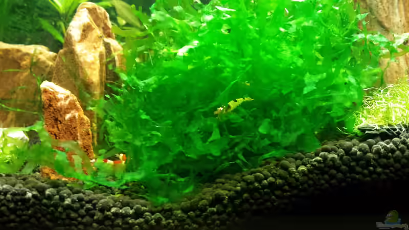 Pflanzen im Aquarium Red/Black Bee Becken von Aqua (4)