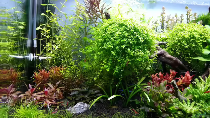 Pflanzen im Aquarium Red/Blue/Green von Markus93 (13)
