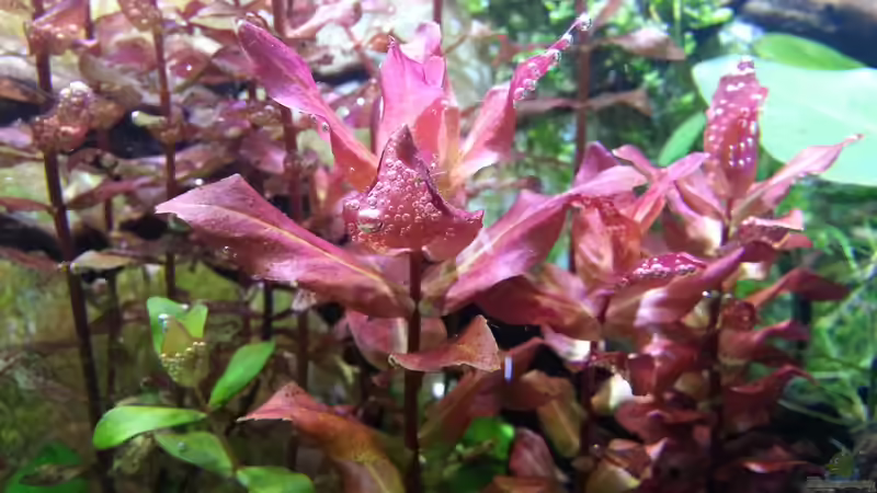 Pflanzen im Aquarium Red/Blue/Green von Markus93 (15)