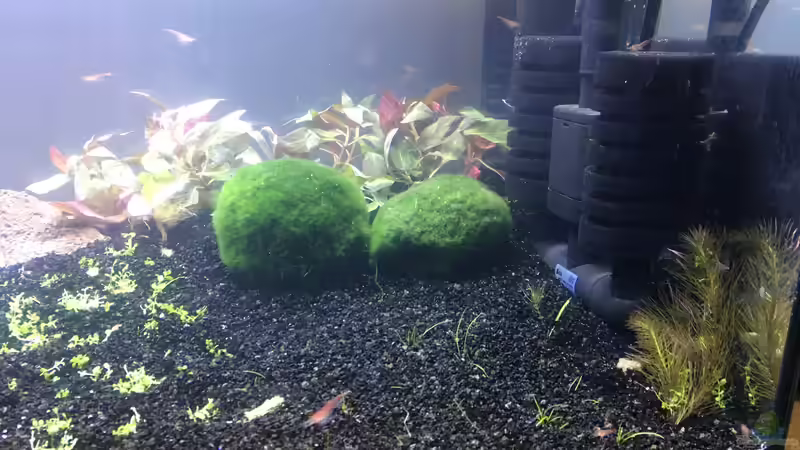 Pflanzen im Aquarium Red-Fire Artenbecken von Phillatoros (4)