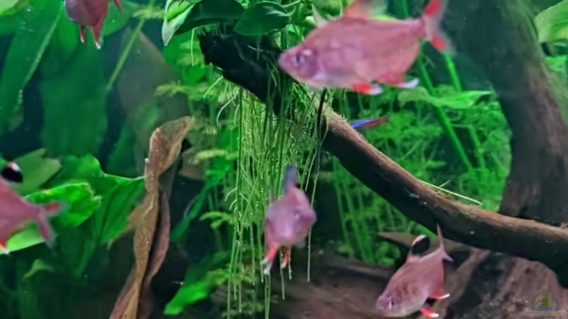 Pflanzen im Aquarium Red Moon von Steve Eichmann (2)