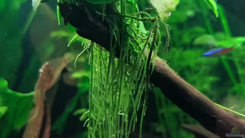 Pflanzen im Aquarium Red Moon von Steve Eichmann (3)