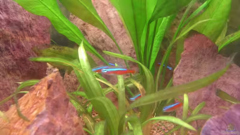 Pflanzen im Aquarium Red Stones von Die Juli (17)