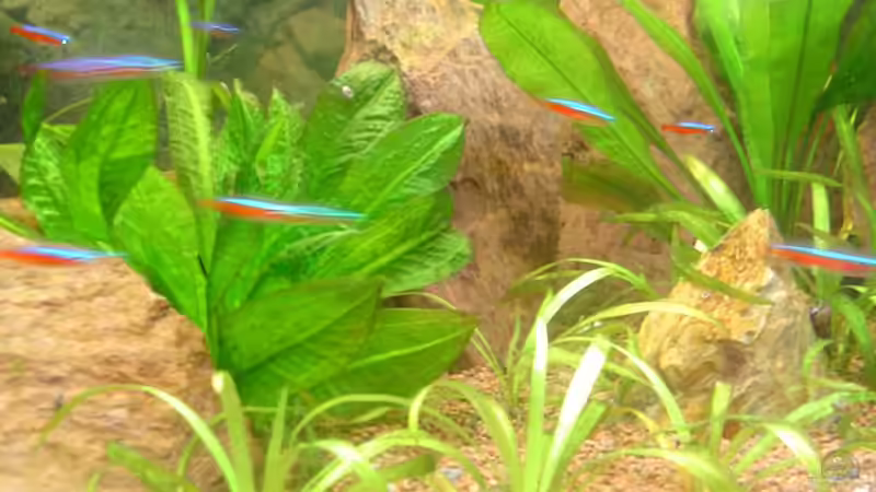 Pflanzen im Aquarium Red Stones von Die Juli (18)